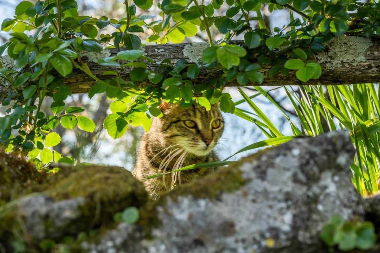 O 4 Saisons De Breilbon Gasthof